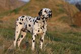 DALMATIEN 467